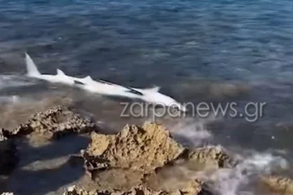 Καρχαριοειδές ξεβράστηκε στην παραλία του Σταυρού στα Χανιά - Δείτε βίντεο
