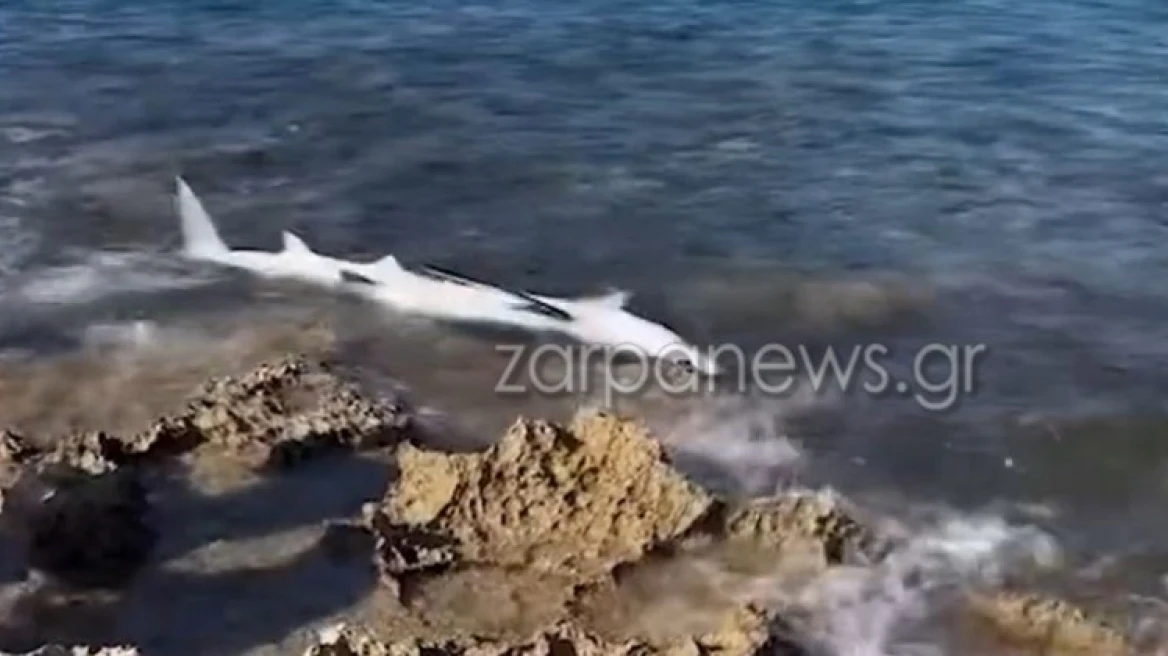 Καρχαριοειδές ξεβράστηκε στην παραλία του Σταυρού στα Χανιά - Δείτε βίντεο