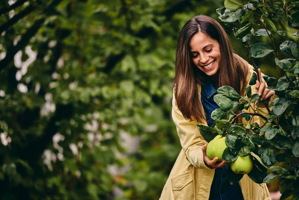 Κυδώνι: Το φθινοπωρινό φρούτο που μπορεί να ρυθμίσει την πίεση
