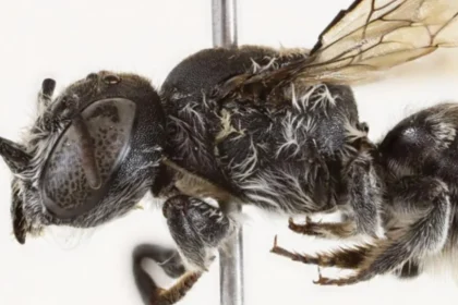 Λούσιφερ: Το νέο είδος μέλισσας με τη διαβολική όψη