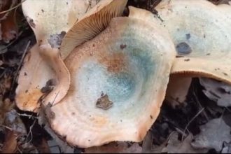 Πέλλα: Αίσιο τέλος στην περιπέτεια του ζευγαριού που έφαγε δηλητηριώδη μανιτάρια