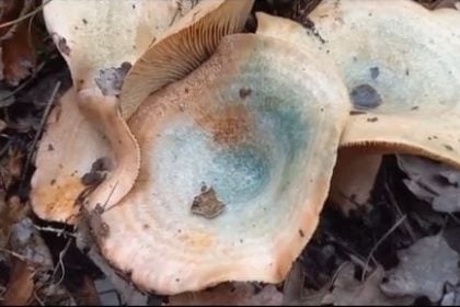 Πέλλα: Αίσιο τέλος στην περιπέτεια του ζευγαριού που έφαγε δηλητηριώδη μανιτάρια