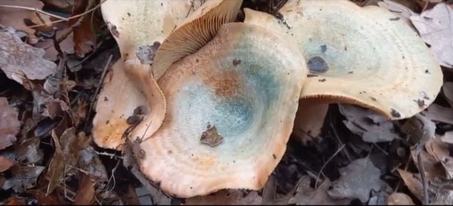 Πέλλα: Αίσιο τέλος στην περιπέτεια του ζευγαριού που έφαγε δηλητηριώδη μανιτάρια