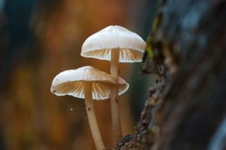 Πέλλα: Σοβαρή παραμένει η κατάσταση της υγεία του ζευγαριού που δηλητηριάστηκε από μανιτάρια