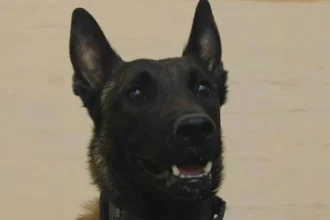 Πέθανε ο Echo που είχε βρει νεκρό τον Μπάμπη Κούτσικο στο Μεσολόγγι