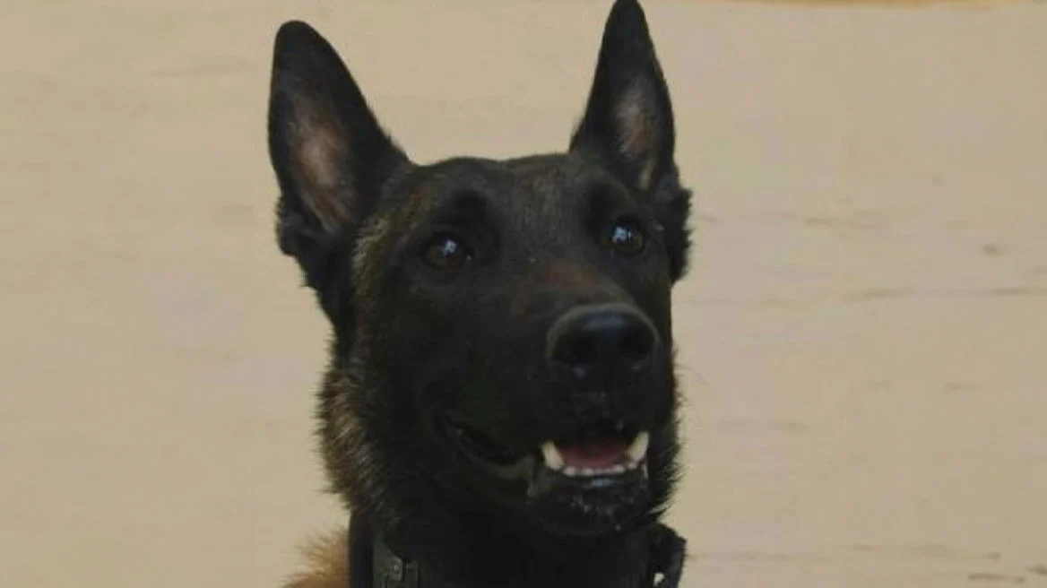 Πέθανε ο Echo που είχε βρει νεκρό τον Μπάμπη Κούτσικο στο Μεσολόγγι