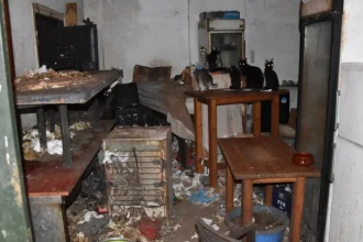 Τρία χρόνια στη φυλακή και χρηματική ποινή 3.000 ευρώ στον 63χρονο που βασάνιζε γάτες στη Δονούσα - Τα αγαπάω, είπε στη δίκη