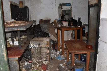 Τρία χρόνια στη φυλακή και χρηματική ποινή 3.000 ευρώ στον 63χρονο που βασάνιζε γάτες στη Δονούσα - Τα αγαπάω, είπε στη δίκη