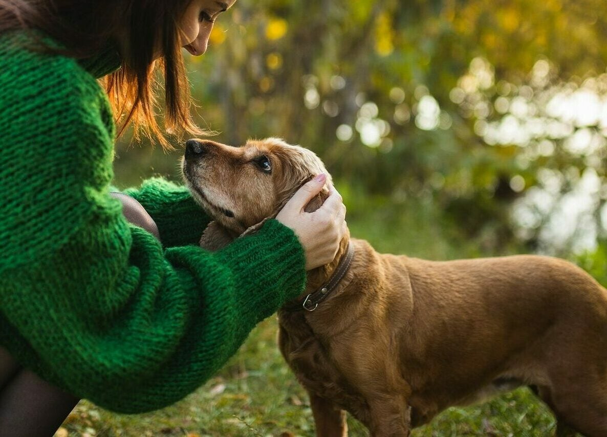 Τι αισθάνονται οι σκύλοι όταν τους χαϊδεύει ο άνθρωπός τους
