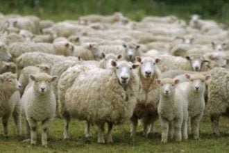 Ευλογιά αιγοπροβάτων: Σε Κατάσταση Ειδικής Κινητοποίησης Πολιτικής Προστασίας η Κεφαλονιά