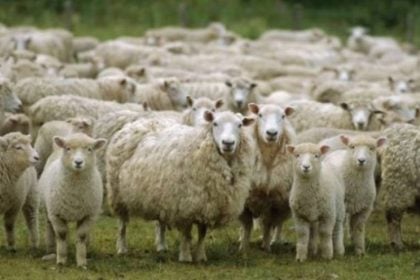 Ευλογιά αιγοπροβάτων: Σε Κατάσταση Ειδικής Κινητοποίησης Πολιτικής Προστασίας η Κεφαλονιά