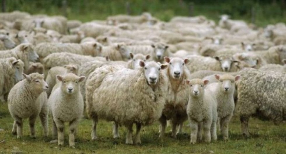 Ευλογιά αιγοπροβάτων: Σε Κατάσταση Ειδικής Κινητοποίησης Πολιτικής Προστασίας η Κεφαλονιά