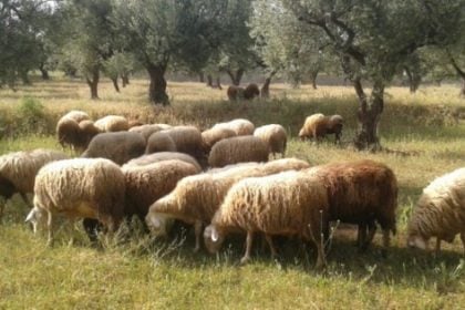 Περιφέρεια Δυτ. Ελλάδας: Ξεκίνησαν οι πληρωμές αποζημιώσεων για τους κτηνοτρόφους που επλήγησαν από την ευλογιά των αιγοπροβάτων