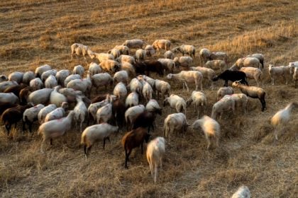 Ευλογιά αιγοπροβάτων: 38 κρούσματα τον Οκτώβριο στην Αχαΐα