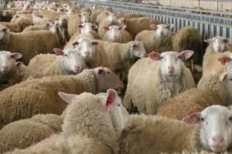 Εισαγγελική έρευνα στη Θεσσαλία για τη διασπορά ζωονόσων