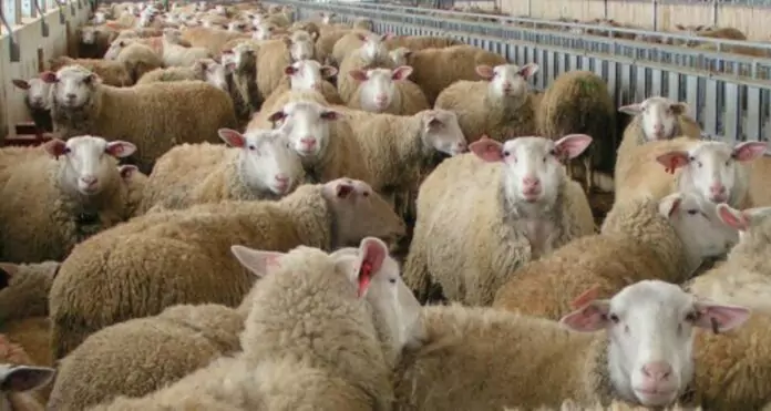 Εισαγγελική έρευνα στη Θεσσαλία για τη διασπορά ζωονόσων