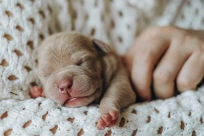 6 υπέροχες πληροφορίες που αξίζει να ξέρετε για τα νεογέννητα κουτάβια