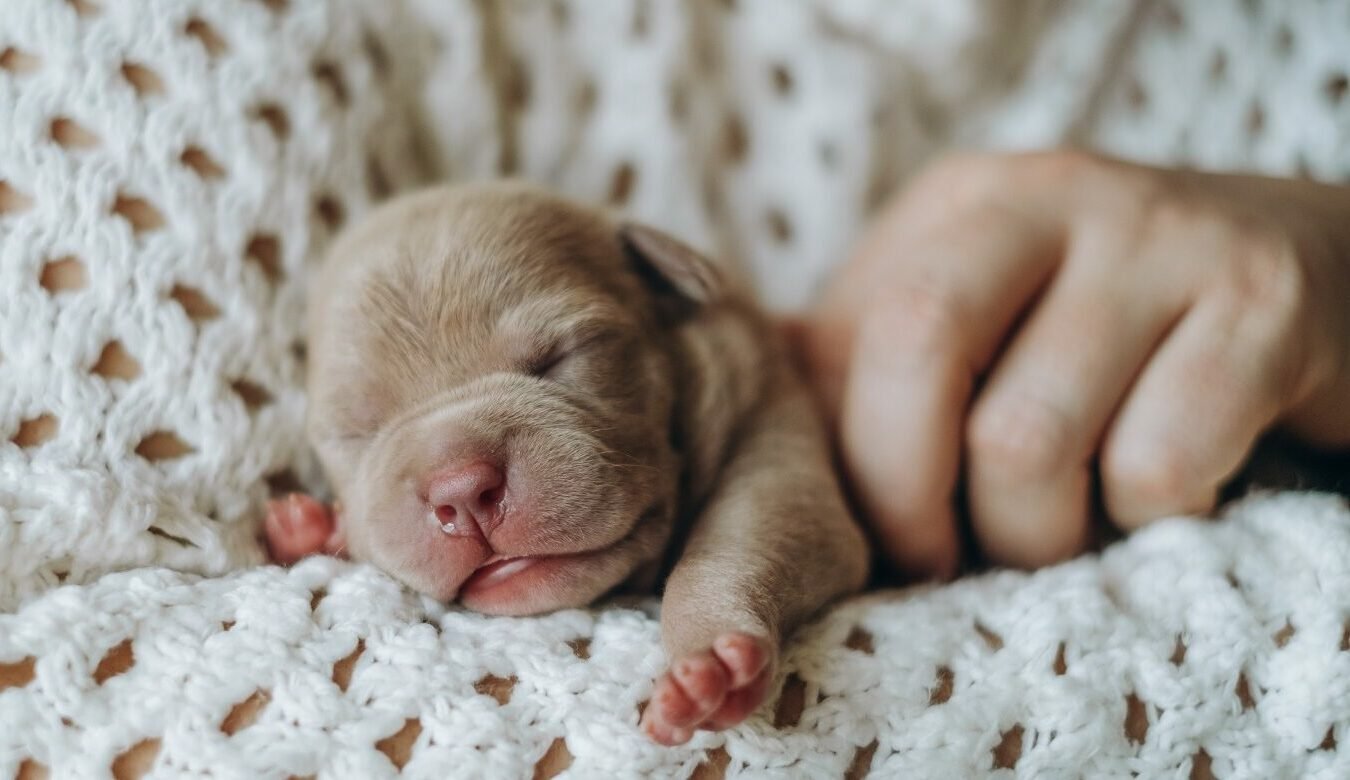 6 υπέροχες πληροφορίες που αξίζει να ξέρετε για τα νεογέννητα κουτάβια