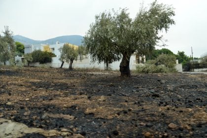 Ημερίδα Γεωπόνων για τη διαχείριση των πυρόπληκτων ελαιόδενδρων