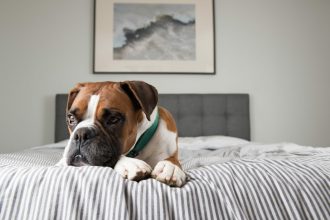 Αυτά τα πράγματα κάνουμε και στεναχωρούμε τον σκύλο μας