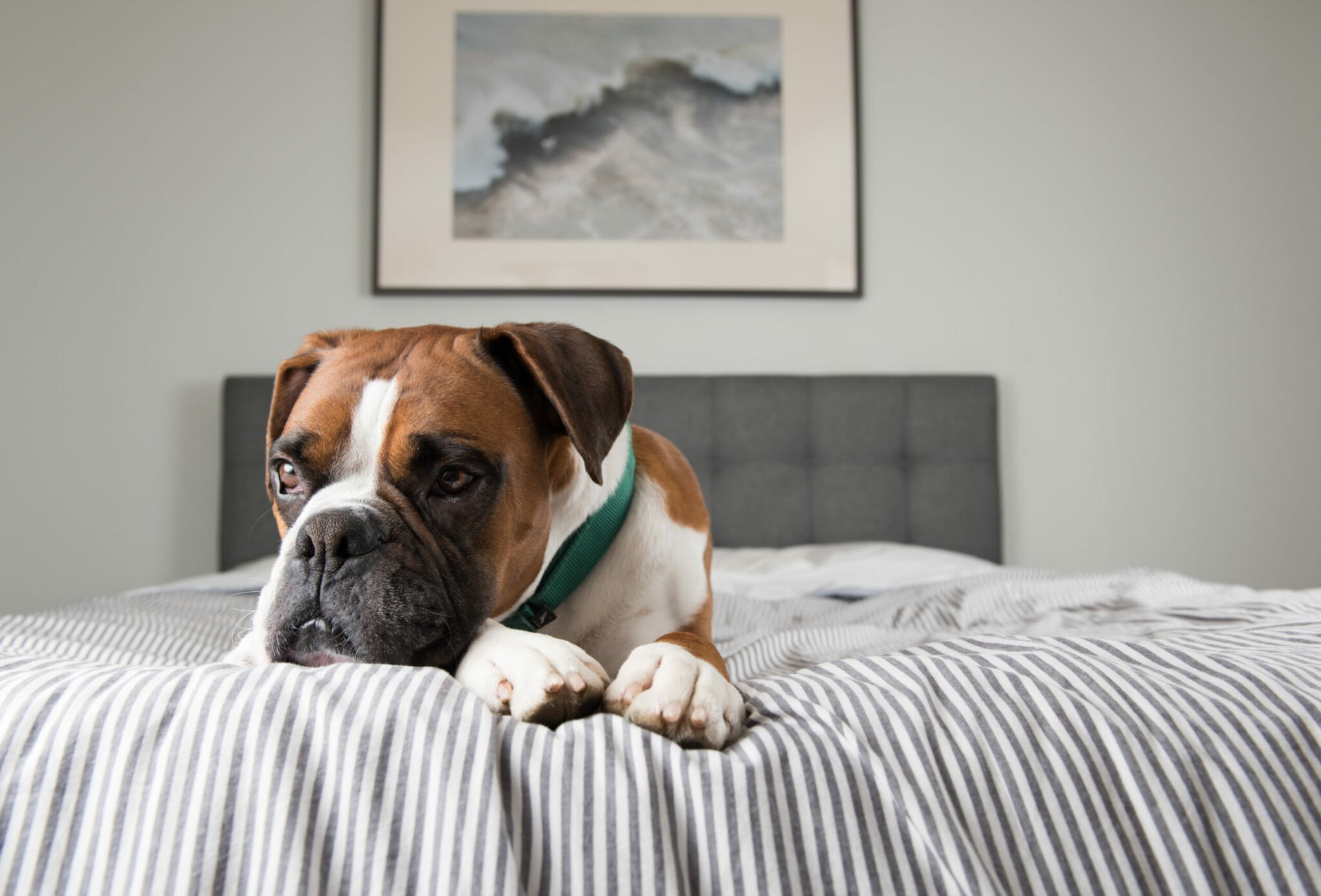 Αυτά τα πράγματα κάνουμε και στεναχωρούμε τον σκύλο μας