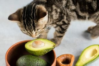 6 ανθρώπινες τροφές που δεν πρέπει ποτέ να φάει η γάτα σας