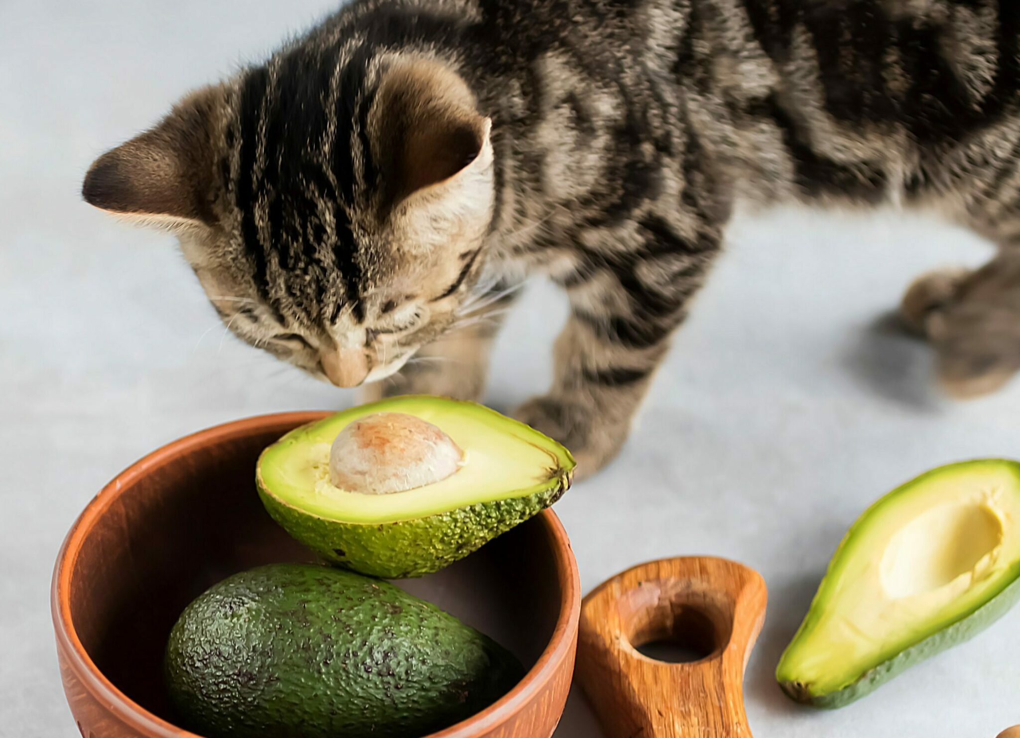 6 ανθρώπινες τροφές που δεν πρέπει ποτέ να φάει η γάτα σας