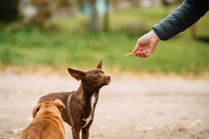 Ποιος είναι ο σωστός τρόπος να χαϊδεύετε έναν σκύλο – Πότε μπορεί να αντιδράσει
