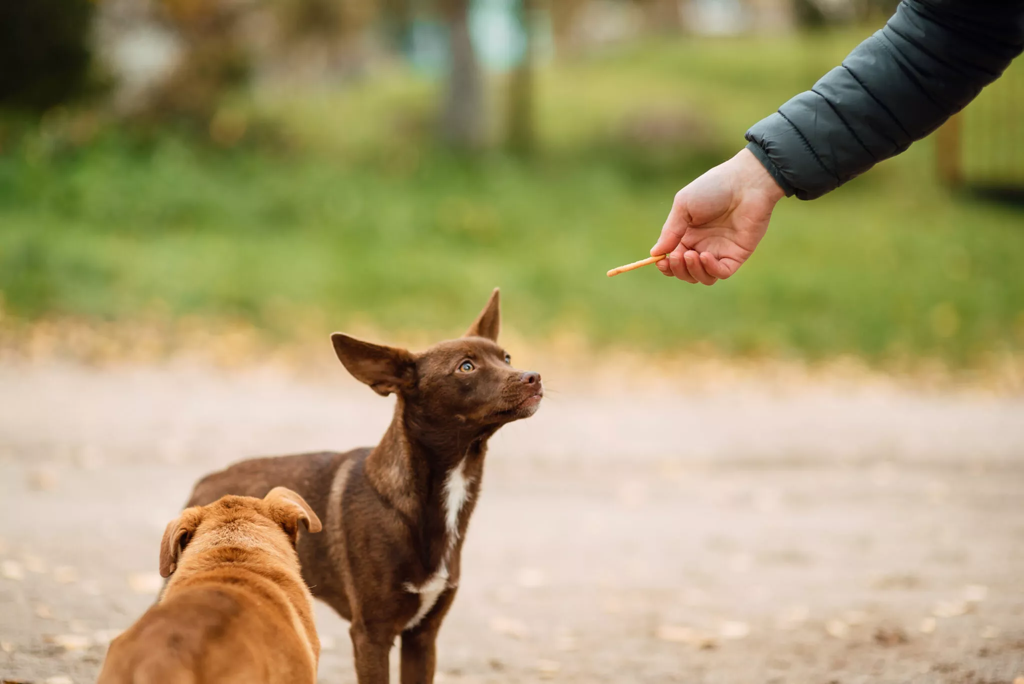 Ποιος είναι ο σωστός τρόπος να χαϊδεύετε έναν σκύλο – Πότε μπορεί να αντιδράσει