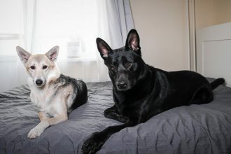 Θέλετε να υιοθετήσετε και δεύτερο σκύλο; Μην το κάνετε πριν σκεφτείτε 7 πράγματα