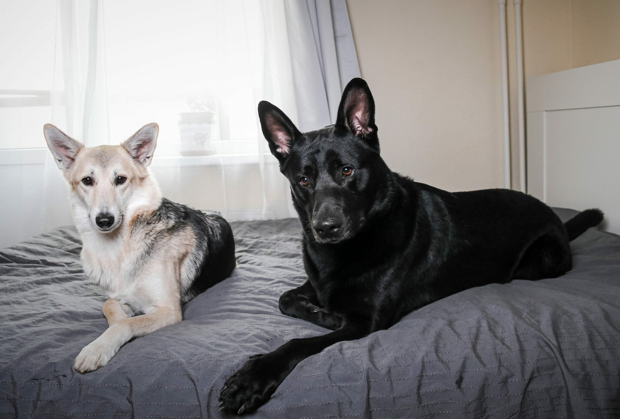 Θέλετε να υιοθετήσετε και δεύτερο σκύλο; Μην το κάνετε πριν σκεφτείτε 7 πράγματα