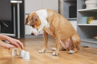 Τεστ IQ για σκύλους – Δείτε πόσο έξυπνος είναι ο πιστός σας φίλος