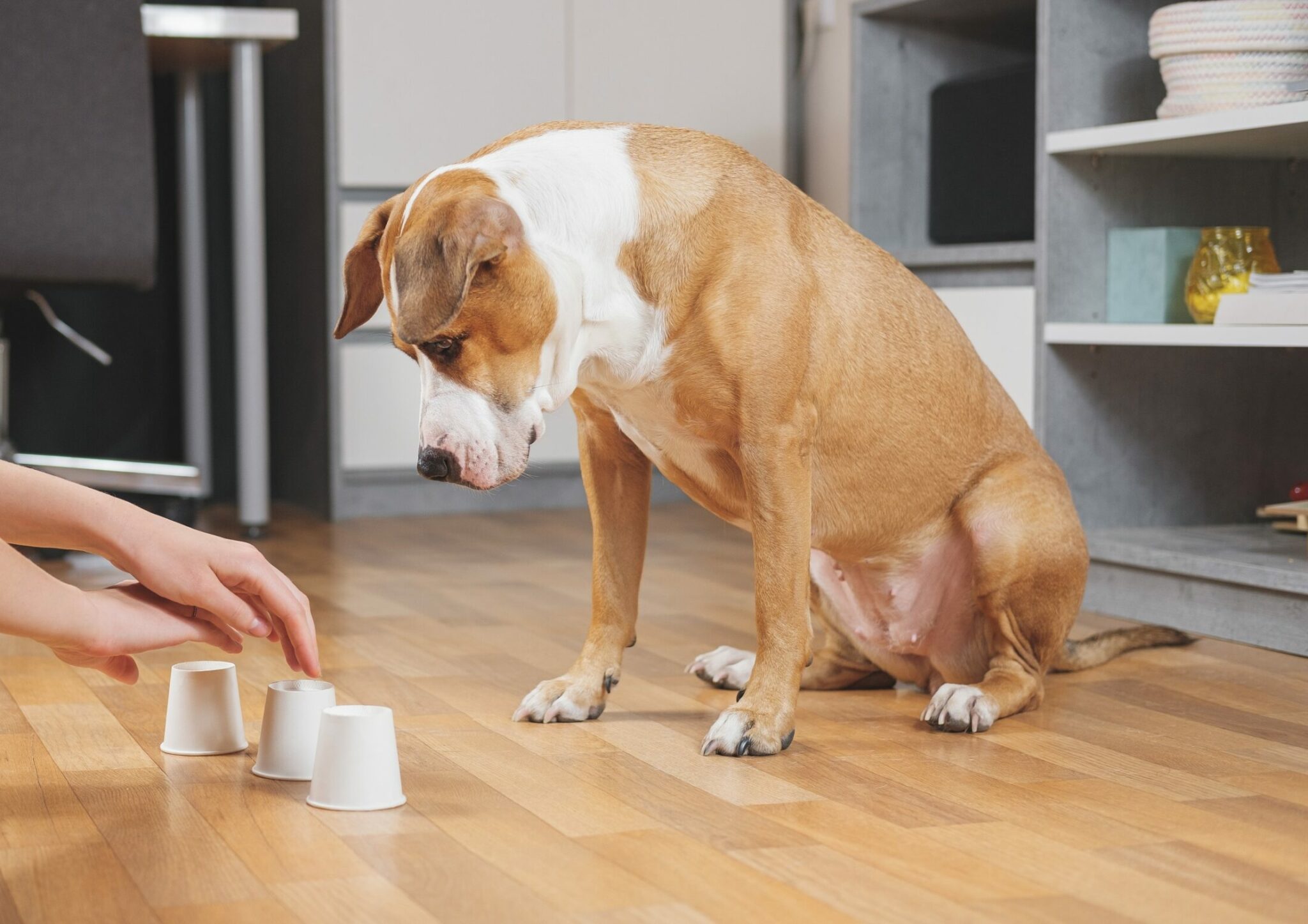 Τεστ IQ για σκύλους – Δείτε πόσο έξυπνος είναι ο πιστός σας φίλος