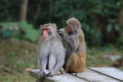 Αυτοί είναι οι 4 άγνωστοι τρόποι με τους οποίους επικοινωνούν τα ζώα μεταξύ τους