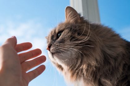 Αυτές είναι οι μυρωδιές που αγαπούν πολύ οι γάτες