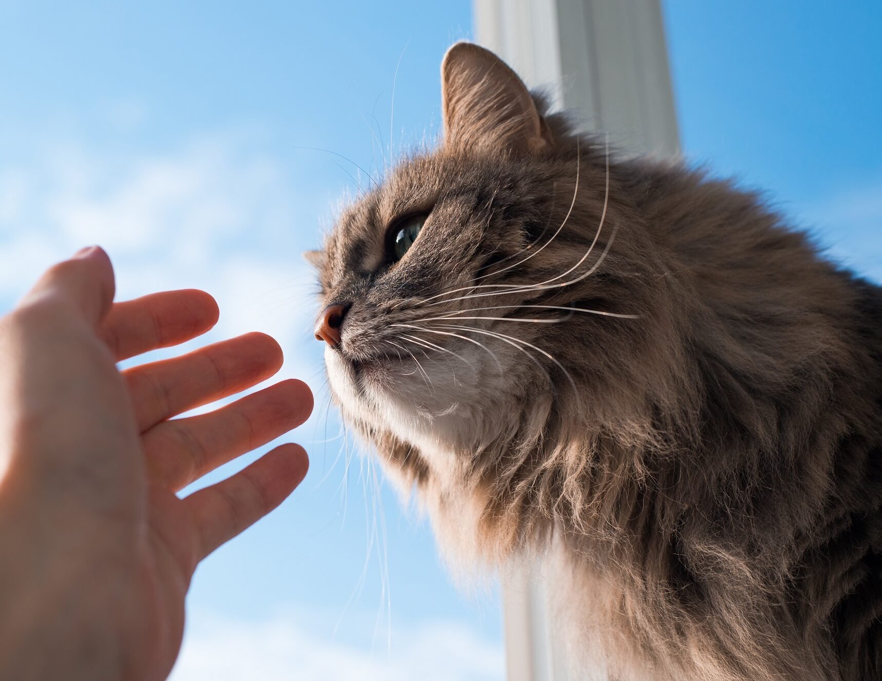 Αυτές είναι οι μυρωδιές που αγαπούν πολύ οι γάτες