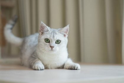 Τα 5 πράγματα που λατρεύει να κάνει η γάτα σας