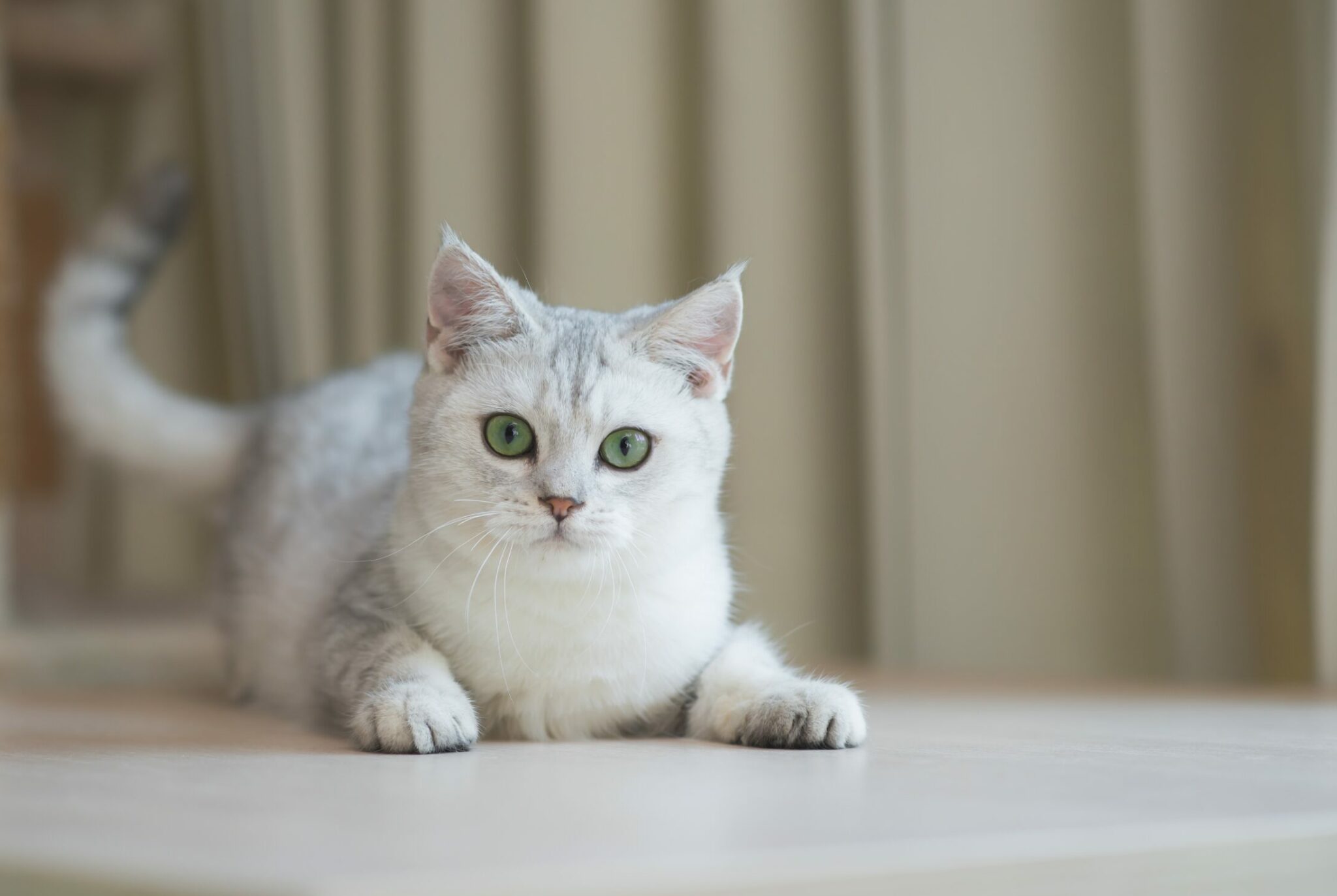 Τα 5 πράγματα που λατρεύει να κάνει η γάτα σας