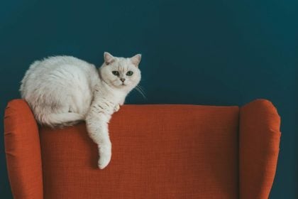 Πώς θα καταλάβετε αν η γάτα σας είναι κωφή και πώς θα επικοινωνήσετε μαζί της