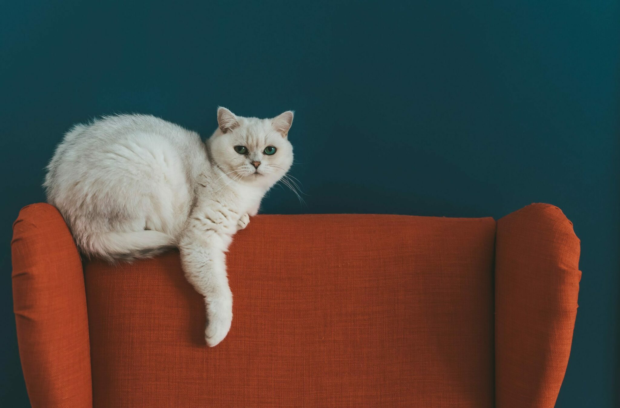 Πώς θα καταλάβετε αν η γάτα σας είναι κωφή και πώς θα επικοινωνήσετε μαζί της