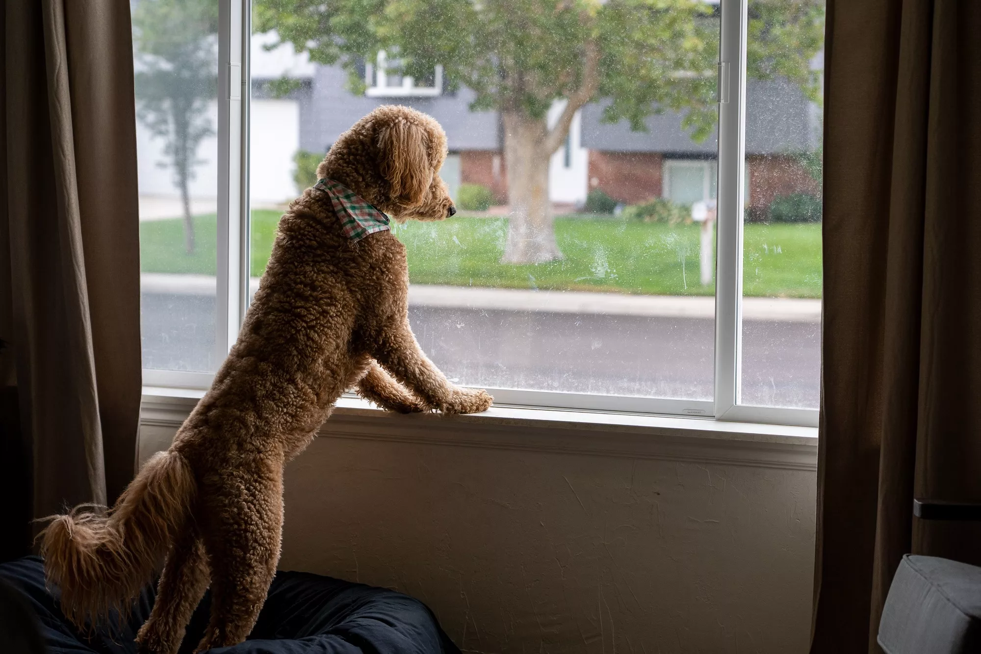 Πώς καταλαβαίνουν τα κατοικίδιά μας ότι επιστρέφουμε στο σπίτι