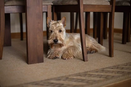 Αυτοί είναι οι 5 λόγοι που οι σκύλοι πηγαίνουν και ξαπλώνουν κάτω από τραπέζια