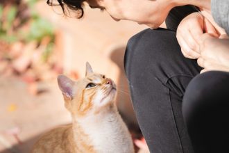 Τι θα συμβεί στο μυαλό της γάτας σας αν της νιαουρίσετε