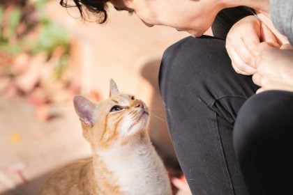 Τι θα συμβεί στο μυαλό της γάτας σας αν της νιαουρίσετε