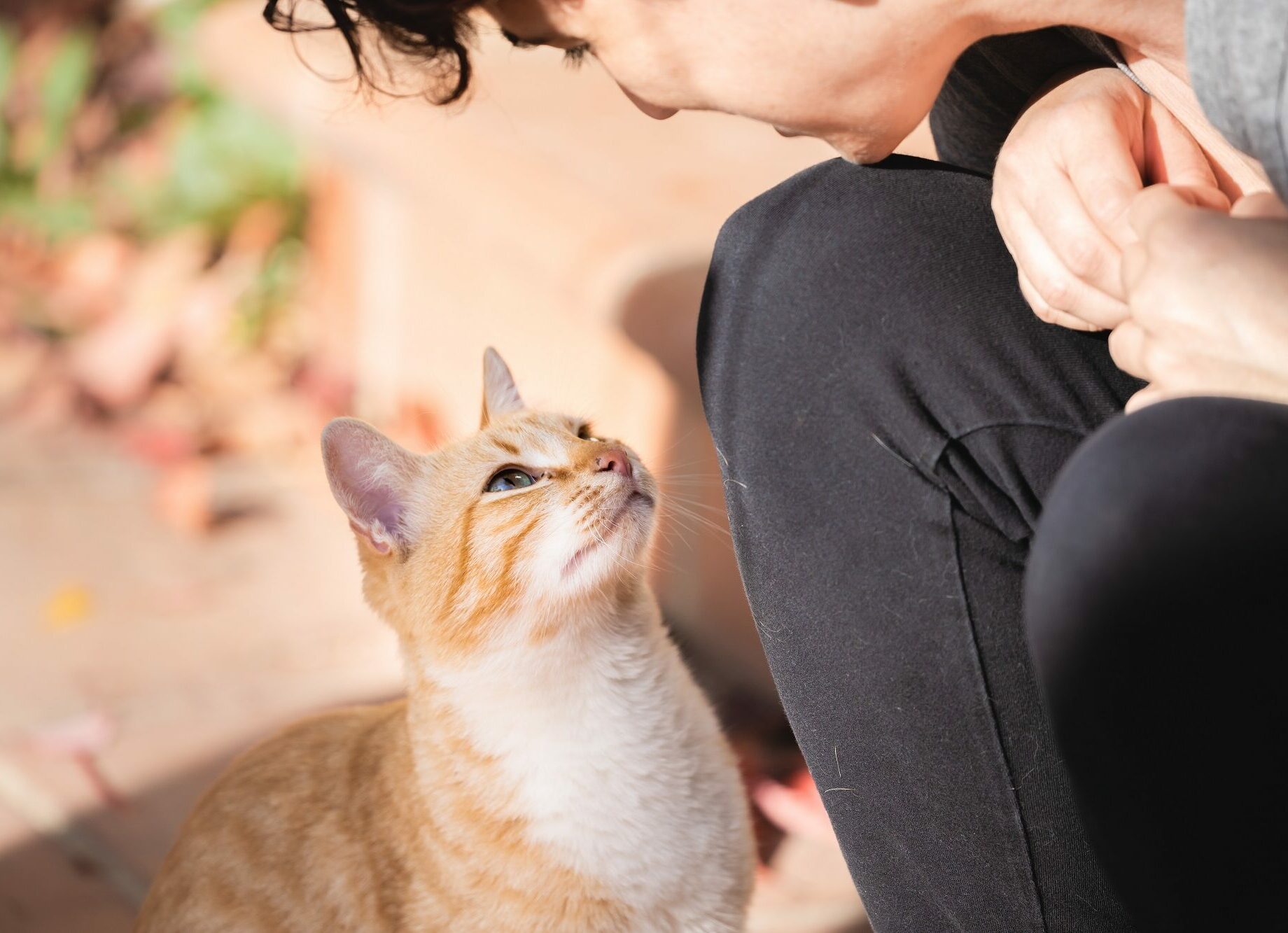 Τι θα συμβεί στο μυαλό της γάτας σας αν της νιαουρίσετε