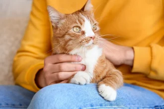 Είναι οι αρσενικές γάτες πιο στοργικές από τις θηλυκές; Ποια είναι η απάντηση