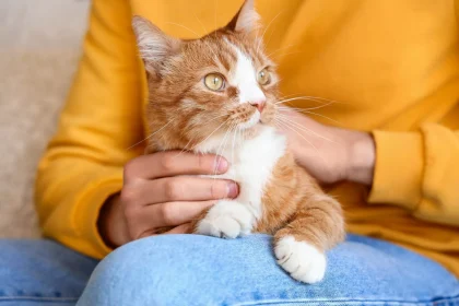 Είναι οι αρσενικές γάτες πιο στοργικές από τις θηλυκές; Ποια είναι η απάντηση