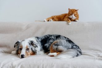 Επιχείρηση καθαρό σπίτι: Τι να κάνετε αν ο χνουδωτός σας φίλος λερώνει τον χώρο