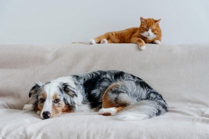 Επιχείρηση καθαρό σπίτι: Τι να κάνετε αν ο χνουδωτός σας φίλος λερώνει τον χώρο