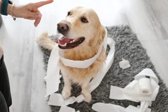 Γιατί δεν πρέπει να λέτε τη λέξη «όχι» στον σκύλο σας - Τι να κάνετε αντί για αυτό